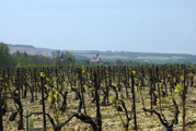 The Chablis vineyards<br />© Multimédia & Tourisme